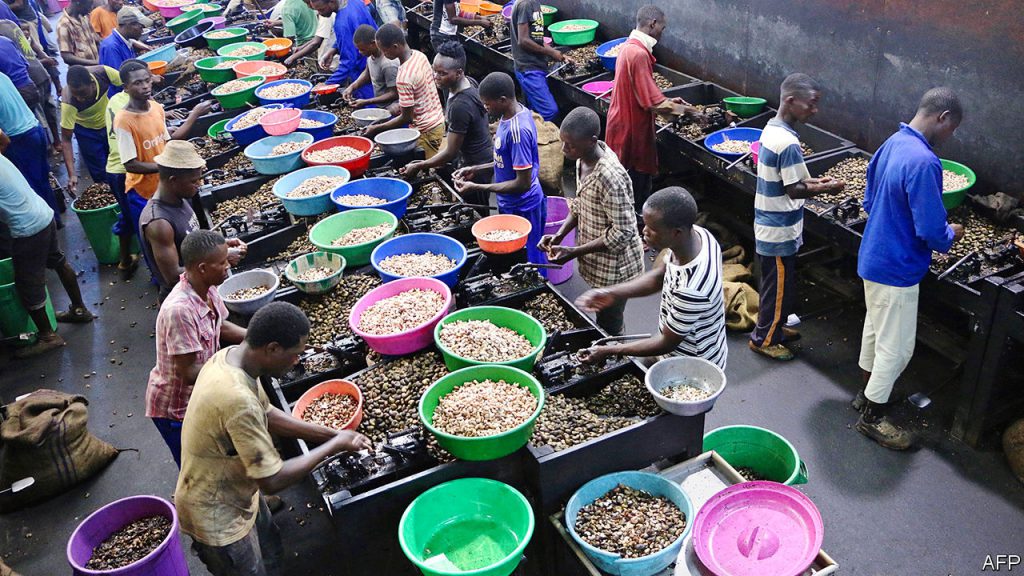 Mozambique’s nut factories have made a cracking comeback Hyroglf